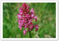 anacomptis pyramidalis